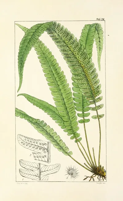 A Century Of Ferns Pl 24