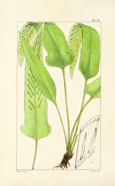 A Century Of Ferns Pl 29