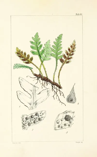 A Century Of Ferns Pl 34