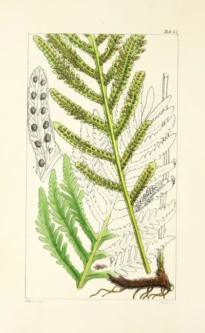A Century Of Ferns Pl 43