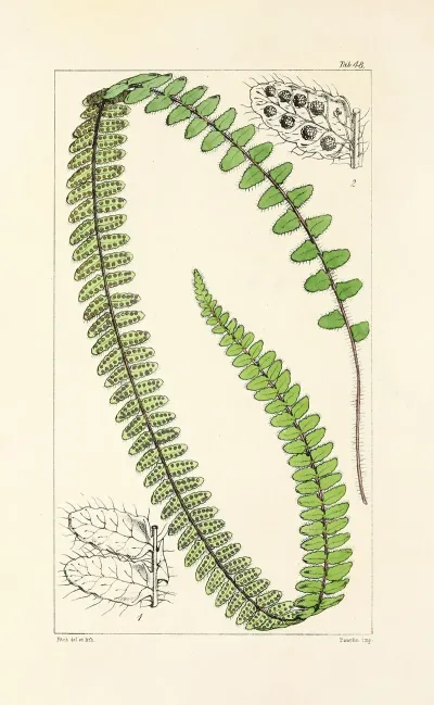 A Century Of Ferns Pl 46