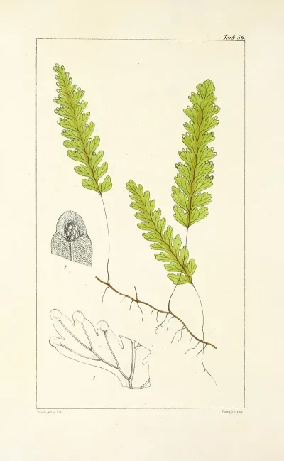 A Century Of Ferns Pl 54