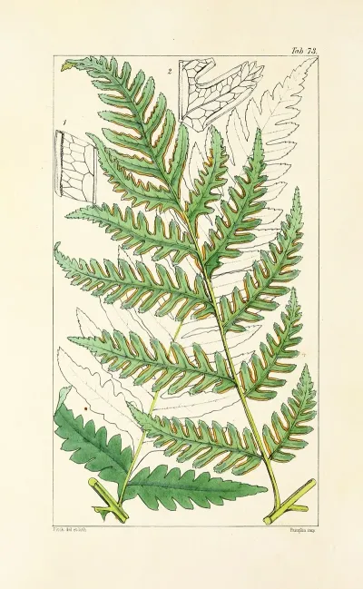 A Century Of Ferns Pl 69