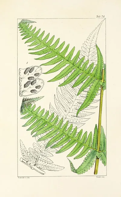 A Century Of Ferns Pl 70