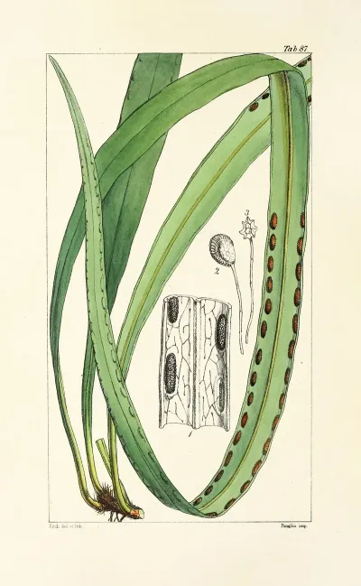 A Century Of Ferns Pl 83