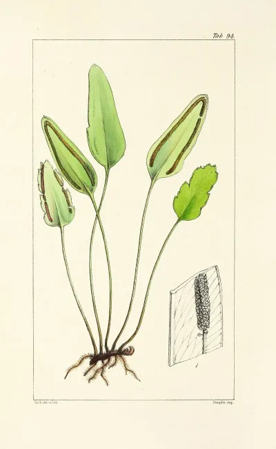 A Century Of Ferns Pl 90