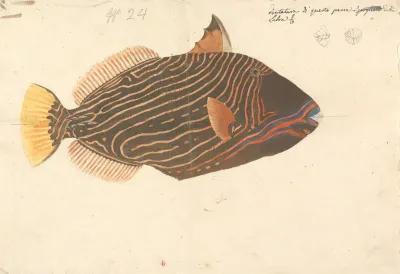 A Fish 3