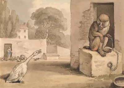 A Goose And A Baboon