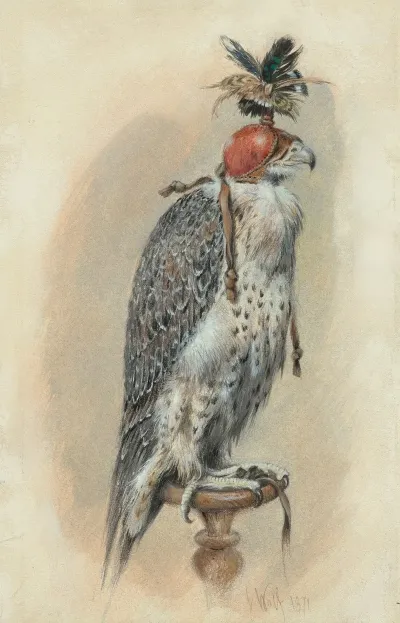 A Gyrfalcon Hooded
