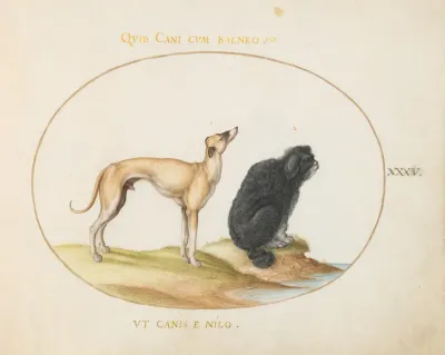 A Hound And A Water Spaniel
