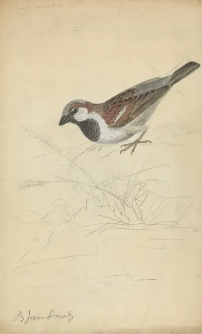 A House Sparrow