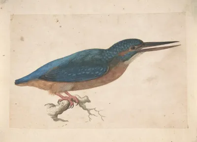 A Kingfisher On A Branch
