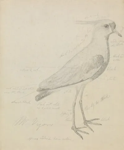 A Lapwing