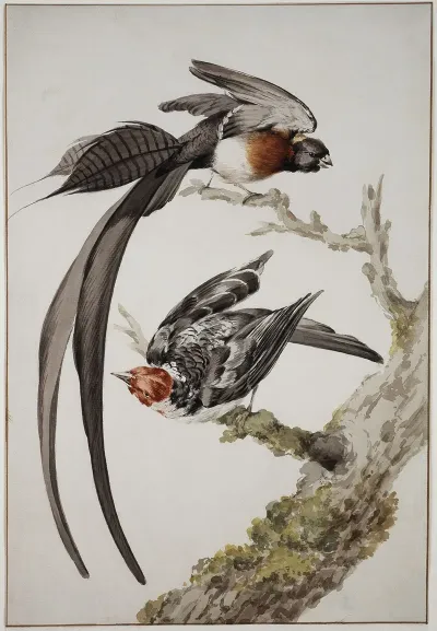 A Long Tailed Paradise Whydah Vidua Paradisaea And A Red Cowled Cardinal Paroaria Dominicana