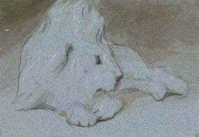 A Male Lion Lying Down And Half Facing Right