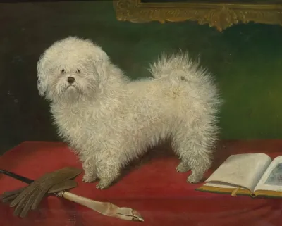 A Maltese On A Red Table Cloth