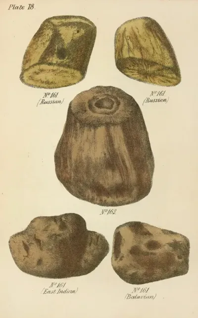 A Manual Of Vegetable Materia Medica Pl 07