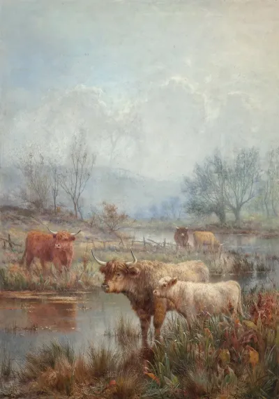A Misty Morning Scotch Cattle