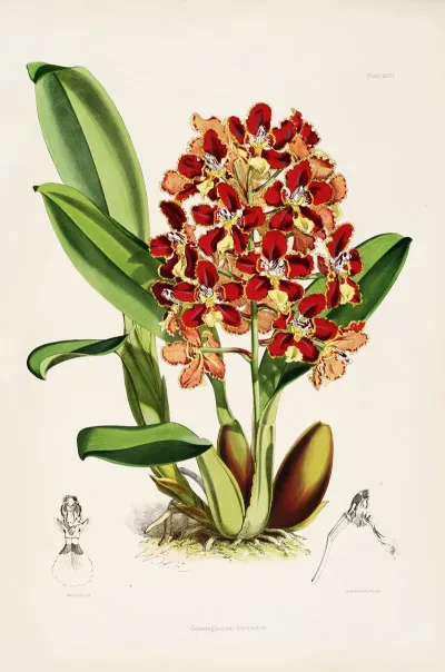 A Monograph Of Odontoglossum Pl 26