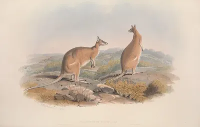 A Monograph Of The Macropodidae Or Family Of Kangaroos Pl 20
