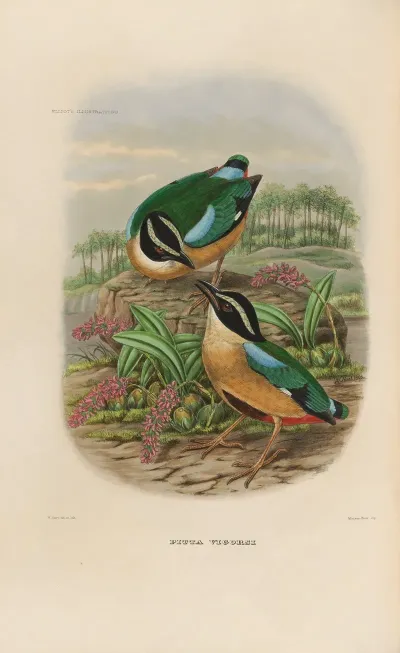 A Monograph Of The Pittidae Or Family Of Ant Thrushes Pl 19
