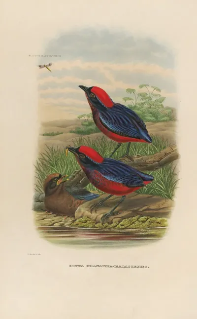 A Monograph Of The Pittidae Or Family Of Ant Thrushes Pl 23