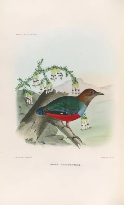 A Monograph Of The Pittidae Or Family Of Ant Thrushes Pl 28