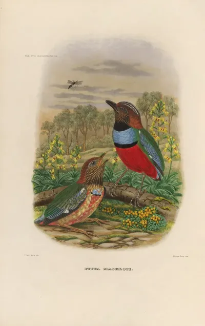 A Monograph Of The Pittidae Or Family Of Ant Thrushes Pl 34