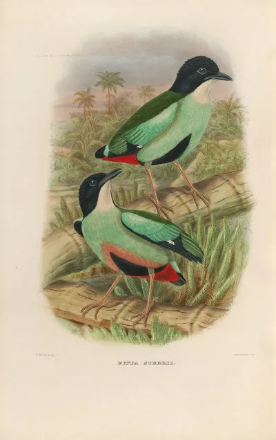 A Monograph Of The Pittidae Or Family Of Ant Thrushes Pl 38