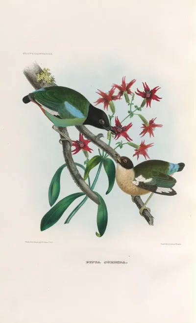 A Monograph Of The Pittidae Or Family Of Ant Thrushes Pl 40