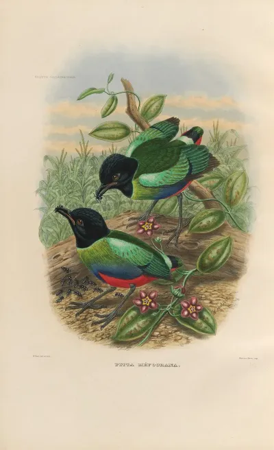A Monograph Of The Pittidae Or Family Of Ant Thrushes Pl 42