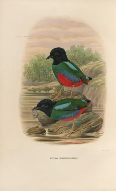 A Monograph Of The Pittidae Or Family Of Ant Thrushes Pl 44