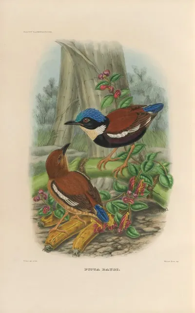 A Monograph Of The Pittidae Or Family Of Ant Thrushes Pl 46
