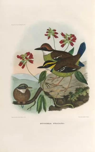 A Monograph Of The Pittidae Or Family Of Ant Thrushes Pl 47