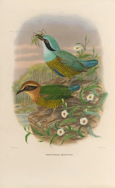 A Monograph Of The Pittidae Or Family Of Ant Thrushes Pl 50