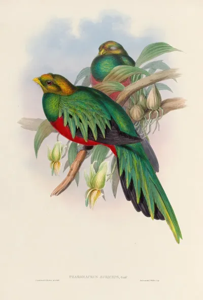 A Monograph Of The Trogonidae Or Family Of Trogons Pl 03