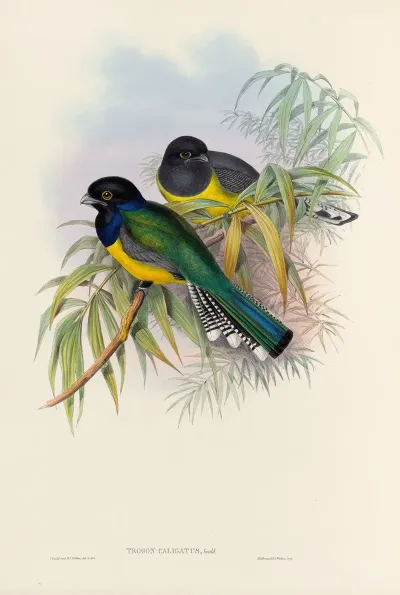 A Monograph Of The Trogonidae Or Family Of Trogons Pl 09