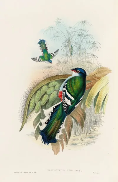 A Monograph Of The Trogonidae Or Family Of Trogons Pl 15