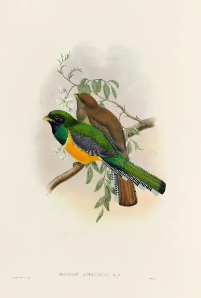 A Monograph Of The Trogonidae Or Family Of Trogons Pl 40