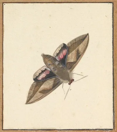 A Moth