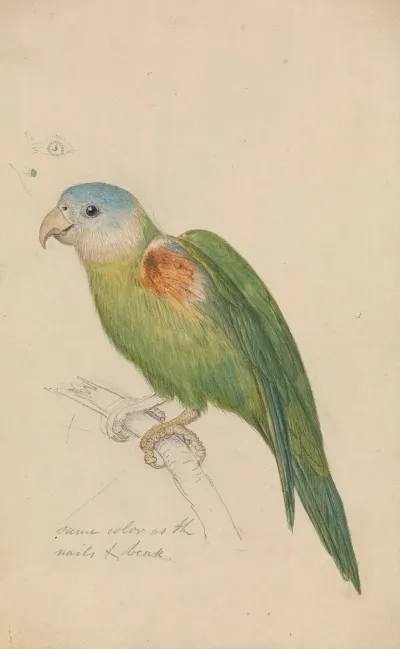 A Parrot 4