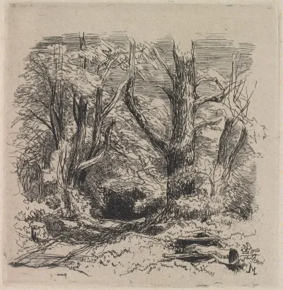 A Path Through The Wood
