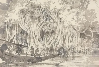A Pipul Tree