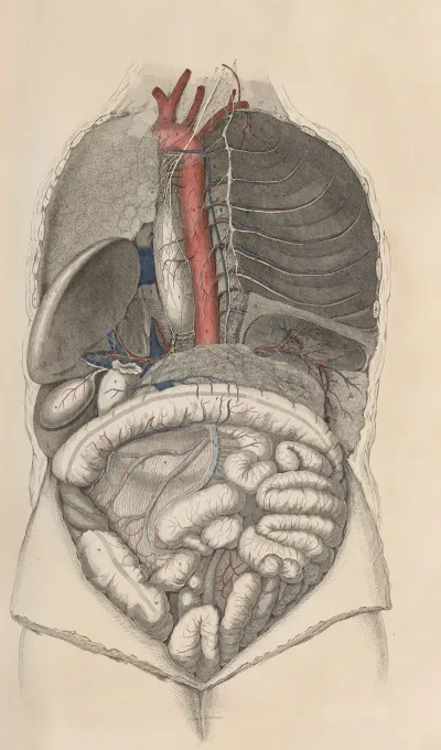 A System Of Anatomical Plates Of The Human Body Pl 013