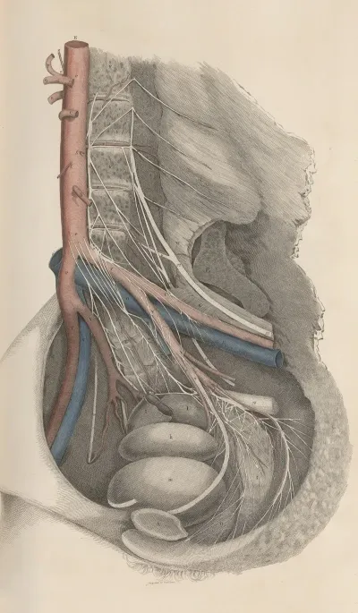 A System Of Anatomical Plates Of The Human Body Pl 015