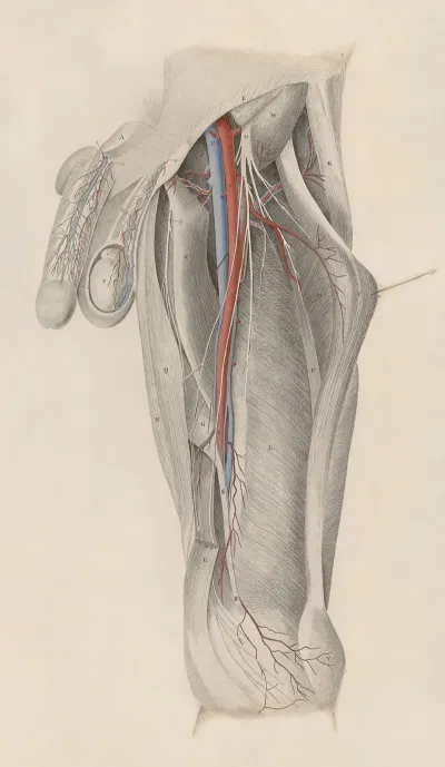 A System Of Anatomical Plates Of The Human Body Pl 025