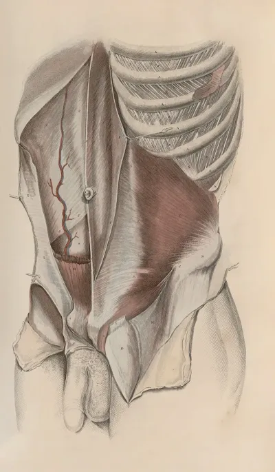 A System Of Anatomical Plates Of The Human Body Pl 031