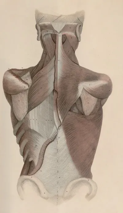 A System Of Anatomical Plates Of The Human Body Pl 036