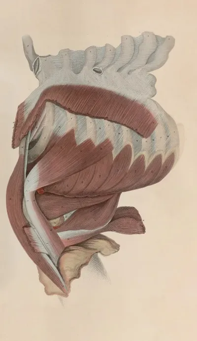 A System Of Anatomical Plates Of The Human Body Pl 041