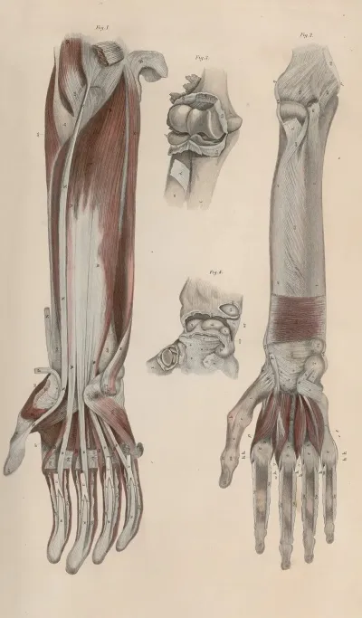A System Of Anatomical Plates Of The Human Body Pl 044